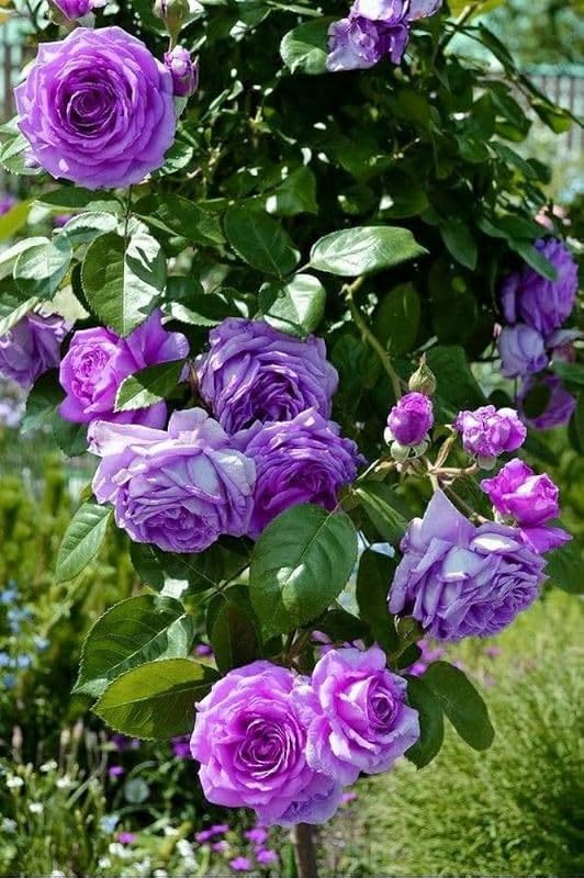Purple Rose Climbing Live Flower Plant For Indoor and